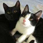 猫なんかよんでもこない。