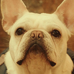 ＤＯＧ ＤＡＹＳ 君といつまでも